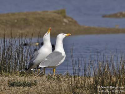 Les Mouettes Amoureuses Vila Louannec Exterior foto